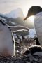 Nonton film Secrets of the Penguins Season 1 Episode 3 terbaru di Dutamovie21