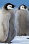 Nonton film Secrets of the Penguins Season 1 Episode 1 terbaru di Dutamovie21